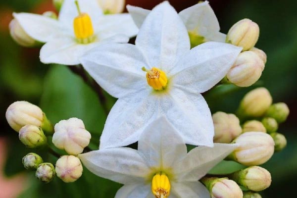 گل یاسمین سفید